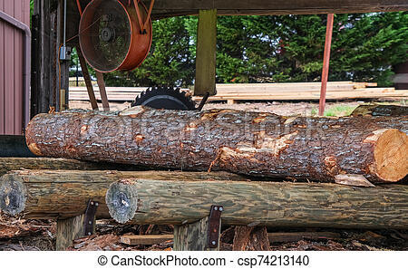Pine Log in Sawmill