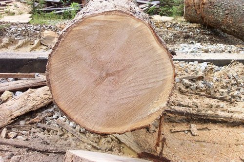 Fresh-Cut White Oak Logs