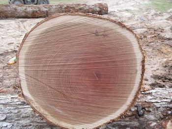 Red and white Oak Timber logs For Sale