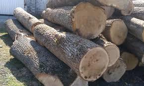 White Oak Logs