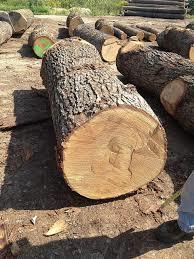 Oak White Wood Fir Logs