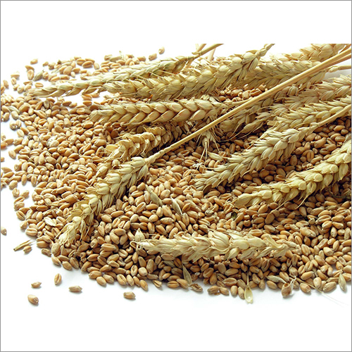 Organic Wheat