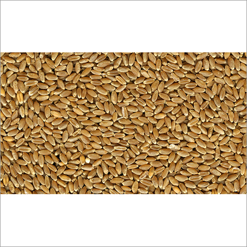 Pure Wheat
