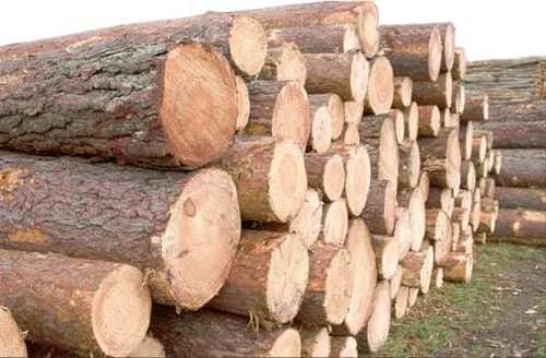 The Timber We Use