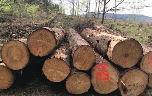 Supply Of White Wood Logs-spruce