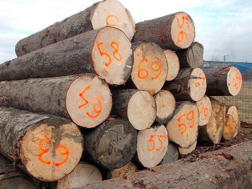 Spruce And Red Meranti Sawn Timber Logs