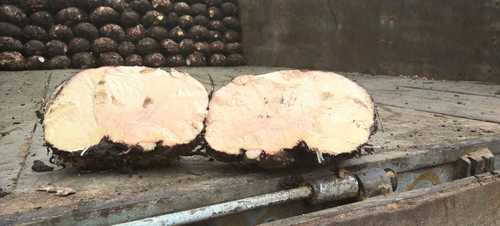 Elephant Foot Yam