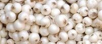 Silverskin Onion
