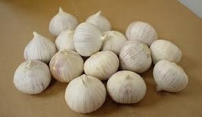 Solo Garlic