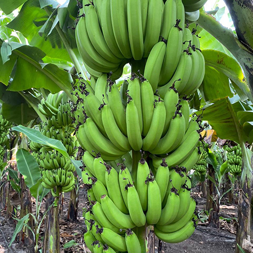 Fresh Banana - 7-10 Inches, Green Color, 3-5 oz Weight | Easy to Peel, Good Source of Fiber, Rich in Potassium, Sweet Taste, Versatile Fruit