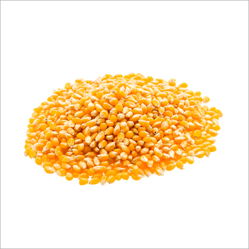Fresh Yellow Maize