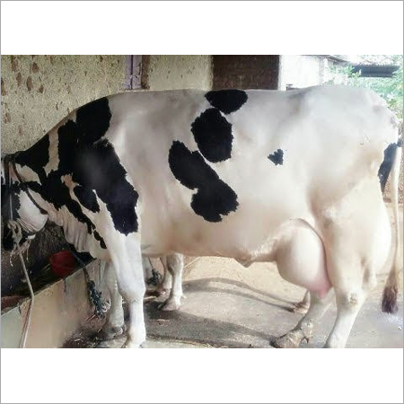 HF Cow