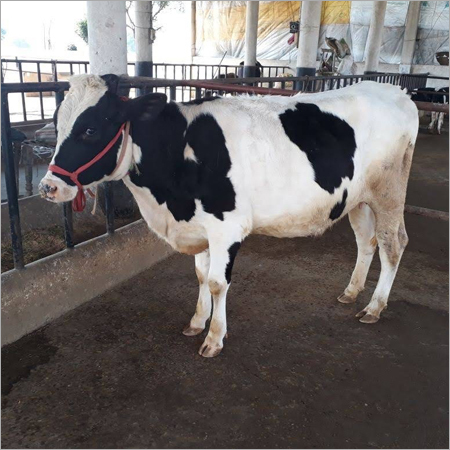 HF Cow
