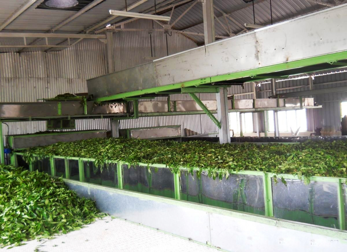 TEA PROCESSING PLANT MACHINERY