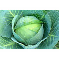 Fresh Cabbage