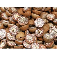 Fresh Dried Betel Nuts