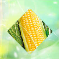 Native Corn Starch