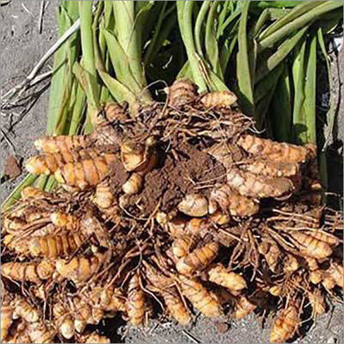 Organic Turmeric Fingers - Grade A, Yellow Color | Dry Storage, Customizable Weight in Kilograms