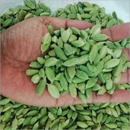 Cardamom Green 8mm Bold