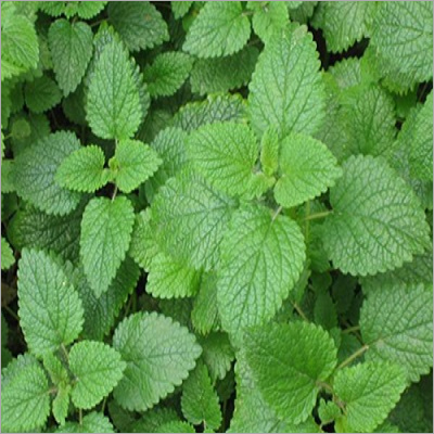 Natural Menthone Oil