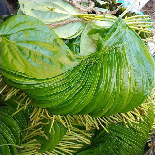 Betel Leaf