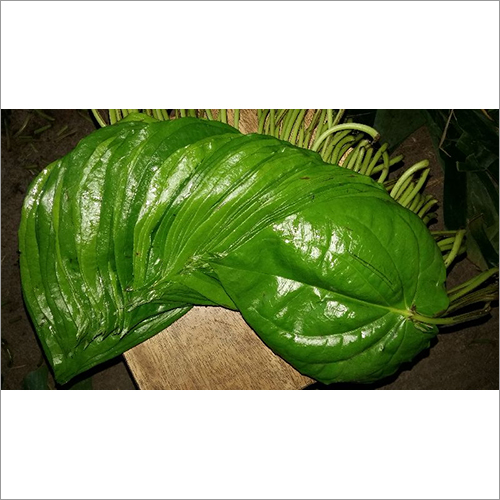 Fresh Betel Leaves Bangla