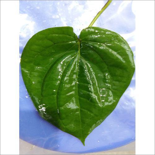 Bangla Leaves