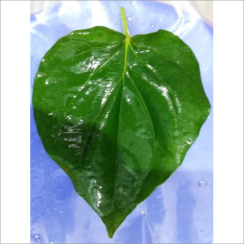 Mitha Leaves