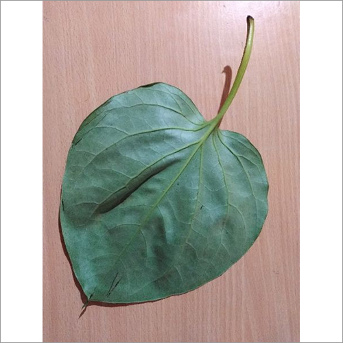 Betel Leaves Bangla