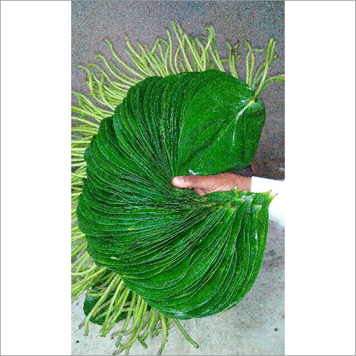 Khari Leaf