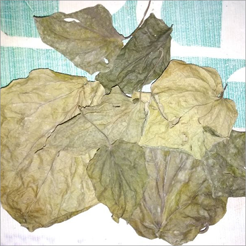 Organic Dry Betel Leaves