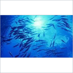 Aqua Probiotics
