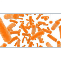Animal Feed Probiotic