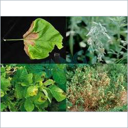 Biological Fungicide