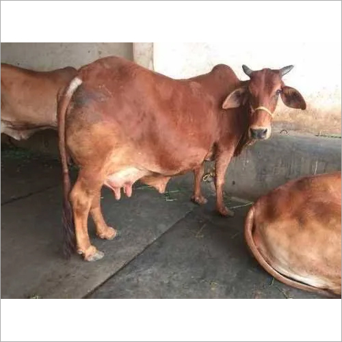 Pure Desi Cow