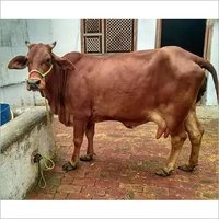 Pure Desi Cow