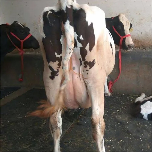 Indian HF Cow