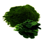 Spinach Powder - 500 gm to 20 Kg Box | FSSAI Certified, High Fiber, Green Color, Supports Digestion and Weight Loss