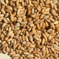 Neem Seed