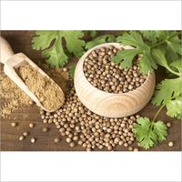 Light White Coriander Seed, Coriander Powder