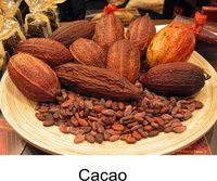 High Quality Cocoa Beans