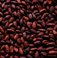 High Quality Cocoa Beans