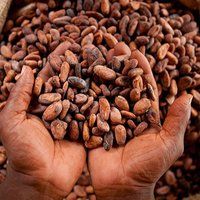 High Quality Cocoa Beans