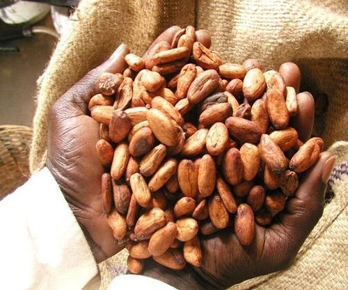 Dried Cocoa Bean