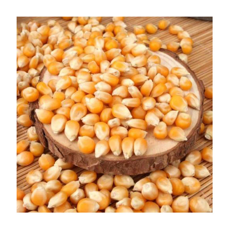 Dried Yellow Corn Seed