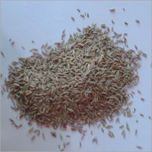 White Cumin Seed