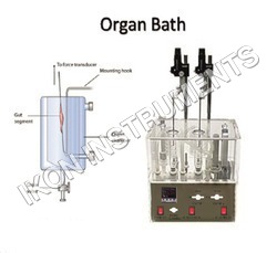 Student Isolated Organ Bath