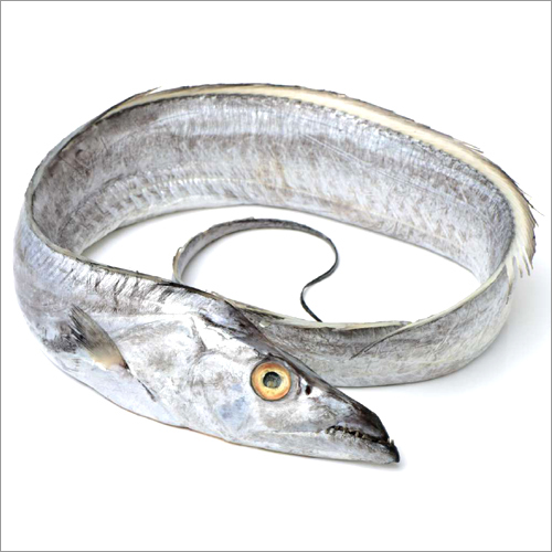 Silver Ribbon Fish (Baga Fish)