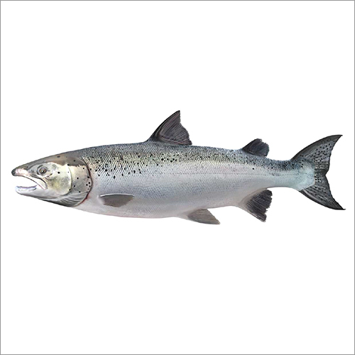 Salmon Fish