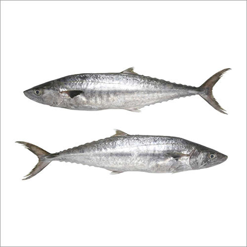 King Fish at best price in Porbandar by Poonam Ice & Cold Storage